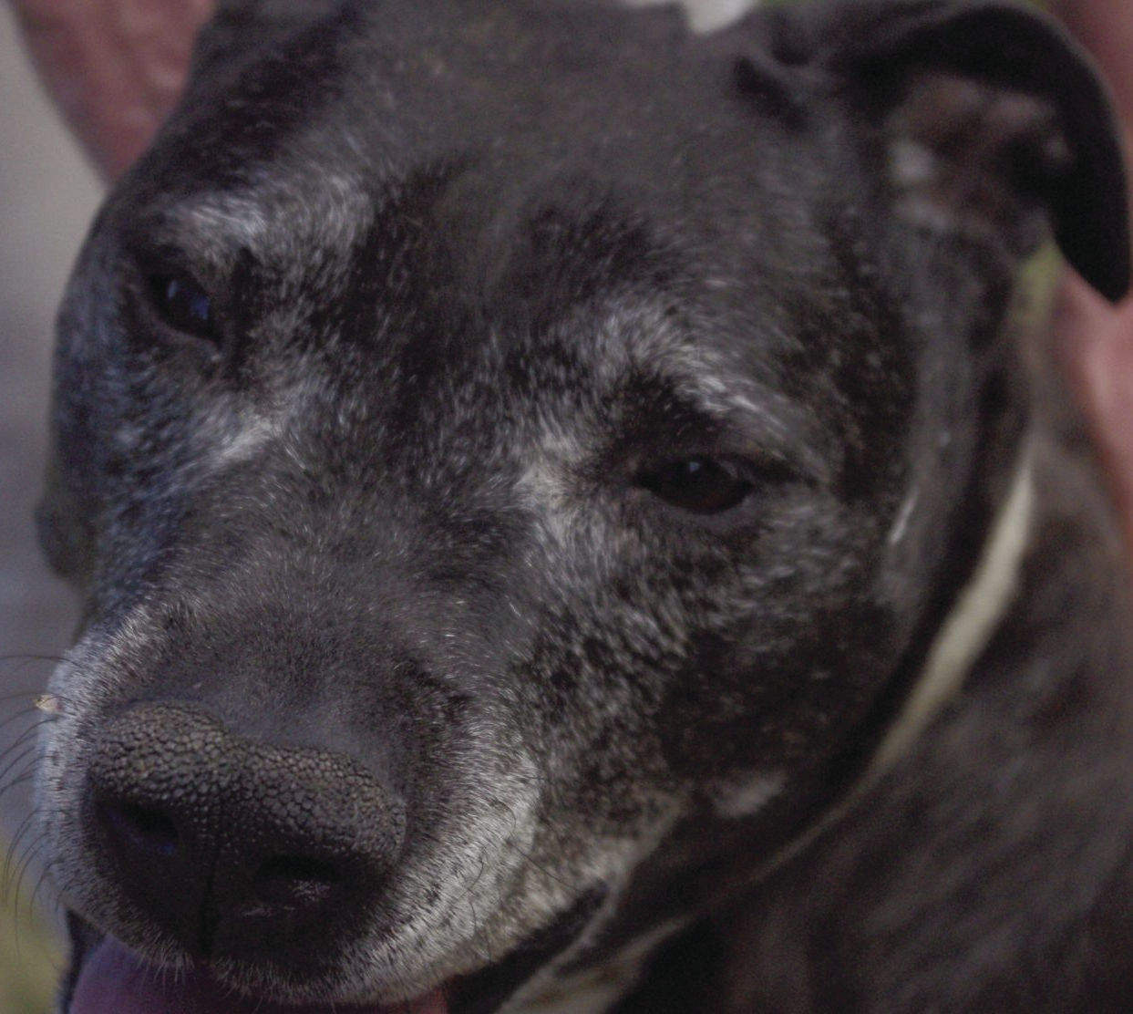 Pets of the Week: Callie